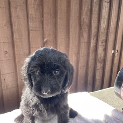 Beautiful Cocker poo/Cockapoo/Female/Sex: Mixed Litter,we have a beautiful litter of cockapoo puppies waiting for there for homes we have  three  girls Mum and dad-can both be seen. They are family pets  puppies will be microchip  wormed    and treated for fleas They are very friendly and very playful. Used to all household noises and children and cats if you would like any more information, please contact us.