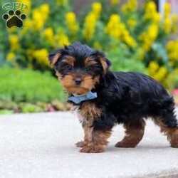 Bear/Yorkie									Puppy/Male	/11 Weeks,Hi, my name is Bear, and I’m an adorable little Yorkshire Terrier puppy with a big personality packed into my tiny size! I love spending my days playing with toys, exploring everything around me, and then curling up beside my favorite people for lots of cuddles. I’m a happy, affectionate little guy who enjoys making new friends and would love nothing more than to become your loyal companion. Whether we’re going on adventures together or relaxing at home, I’ll be right by your side with my sweet nature and loving heart.