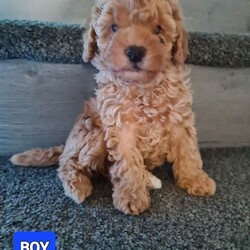 Adopt a dog:Absolutely stunning f1 poodle pups /Poodle/Female/Sex: Mixed Litter,Mam is a small miniature poodle and dad is a toy poodle. They are both our family pets and both can be seen anytime with the pups when viewing etc Bella (mam) had a litter of 4 which are 2 boys and 2 girls they are very loving and playfully will be microchiped and first injection done upon collection on the 24th july and wormed and flead to date thanks for looking and any enquiries welcome £100 non refundable deposit required to secure your furbaby photo of mam and dad in last photo it won't let me upload videos but can be sent on request. delivery can be available for a small fee within distance thankyou