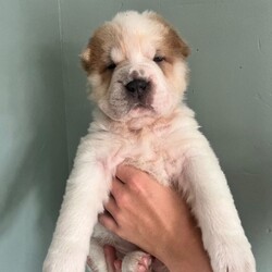 Adopt a dog:Beautiful flower bearcoat shar pei kc reg /Shar Pei/Female/Sex: Mixed Litter,Millie and Barney have had a stunning litter of 7 flower bear coat shar pei .
