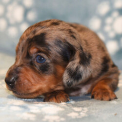 Fonzie/Dachshund/Female/June 5, 2026