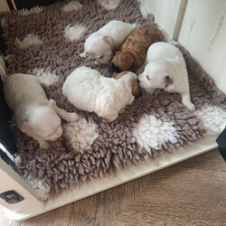 ALL SOLD /Maltipoo/Female/Sex: Mixed Litter,Hello and welcome here we have 1 boy left full white  weeks old ready in 3 weeks time 26th of July there mom is a minuture poodle my own pet and there dad is a KC registered Maltese my own pet also both can be seen on viewing pups will have 1st Injection flea and worm in a few weeks they will have a very fluffy coat also I will update pictures as and when there coat comes any questions please don't hesitate to get InTouch 