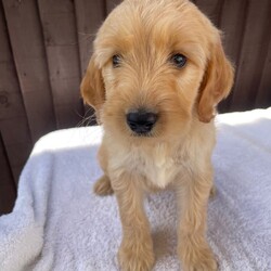 Beautiful Cocker poo/Cockapoo/Female/Sex: Mixed Litter,we have a beautiful litter of cockapoo puppies waiting for there for homes we have  three  girls Mum and dad-can both be seen. They are family pets  puppies will be microchip  wormed    and treated for fleas They are very friendly and very playful. Used to all household noises and children and cats if you would like any more information, please contact us.