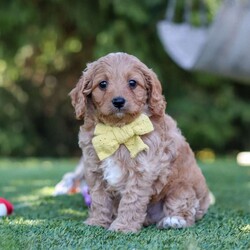 Easton/Cavapoo									Puppy/Male	/8 Weeks