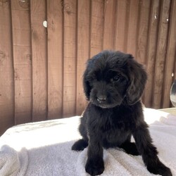 Beautiful Cocker poo/Cockapoo/Female/Sex: Mixed Litter,we have a beautiful litter of cockapoo puppies waiting for there for homes we have  three  girls Mum and dad-can both be seen. They are family pets  puppies will be microchip  wormed    and treated for fleas They are very friendly and very playful. Used to all household noises and children and cats if you would like any more information, please contact us.