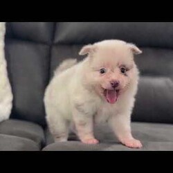 Sugar/Pomeranian									Puppy/Female	/8 Weeks,Hi, I’m Sugar! I’m a gorgeous AKC Registered Pomeranian girl with a rare lavender merle coat, stunning blue-green eyes, and a cute brown nose that makes me extra special! My thick, fluffy coat and beautiful markings are sure to turn heads everywhere I go. I may be tiny, but I’m packed with personality! I’m sweet, loving, and always ready for cuddles, playtime, and making new friends. If you’re looking for a loyal companion with looks and charm, I might be the perfect little girl for you! I’m up to date on all my shots and dewormings, have been microchipped, and come with a health guarantee for your peace of mind. No matter where you live, delivery is available right to your door in most areas, making it easy for me to join my forever family. Contact today: I can’t wait to fill your home with love, laughter, and lots of puppy kisses! Love, Sugar Your sweet little lavender merle princess!