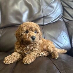 Adopt a dog:KC Reg PureBred Toy Poodle Pups/Toy Poodle/Female/Sex: Female,We are delighted to announce our lovely Bella has given birth to 3 stunning little Toy poodle Pups born on 15th May! They are ready to leave on 10th July