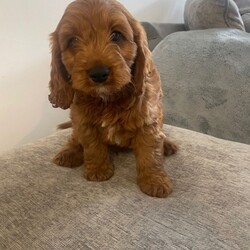 Adopt a dog:F1 Cavapoo puppies /Cavapoo/Female/Sex: Mixed Litter,Gorgeous  Cavapoo puppies  ready to leave for their new forever homes shortly..Mum is our Blenhiem cavalier She is a very intelligent loving mother  . Dad is a Pedigree Miniature poodle. dad is PRA CLEAR.The pups are already showing strong signs of being well adjusted, happy family pets,  They have plenty of love and attention from adults and children alike making them very sociable... perfect for a family We will only release the puppies with a clean bill of health which includes: **Vet health checked **Wormed **Treated for fleas **1st vaccination ,Vaccination record,microchipped and Help and support with your new family member will always be available. If you are interested or would like more information for any of these beautiful pups please get in touch.