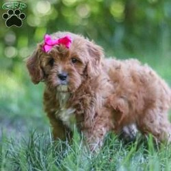 Zelda/Cavapoo									Puppy/Female	/8 Weeks,Hi, my name is Zelda, and I’m an absolutely adorable Cavapoo puppy with a sweet personality and a heart full of love! I’m a playful and affectionate little companion who loves exploring new things, soaking up attention, and being part of all the fun adventures life brings. I have a gentle nature, a happy spirit, and a lovable personality that makes me truly special. With my soft, fluffy coat, adorable puppy eyes, and charming Cavapoo looks, I’m sure to steal your heart wherever I go. I can’t wait to fill my forever home with endless love, laughter, cuddles, and unforgettable memories!
