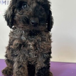 F1b cockapoos/Cockapoo/Female/Sex: Mixed Litter,These little bundles of joy are known for their friendly nature, intelligence, and low-shedding coats—perfect for families, first-time dog owners, and allergy-sensitive homes.