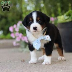 Frankie/Miniature Australian Shepherd									Puppy/Male	/7 Weeks,Hi, my name is Frankie, and I’m an absolutely adorable ASDR Mini Australian Shepherd puppy with a big personality and a heart full of love! I’m a sweet and playful little companion who loves soaking up attention, exploring the world around me, and enjoying all the fun adventures that sunny days bring. I have a bright spirit, a curious nature, and a lovable personality that makes every moment more special. With my fluffy coat, adorable puppy eyes, and charming Toy Aussie looks, I’m sure to steal your heart wherever I go. I can’t wait to spend my days making memories, enjoying outdoor adventures, and bringing endless love and happiness to my forever family!