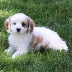 Copper/Cavapoo/Female/April 29, 2026