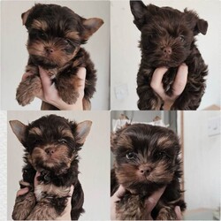 2 Chocolate Yorkshire Terrier Puppies boys/Yorkshire Terrier/Female/Sex: Male,Beautiful Chocolate Yorkshire Terrier Puppies – Ready for change home 18 may