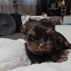 2 Chocolate Yorkshire Terrier Puppies boys/Yorkshire Terrier/Female/Sex: Male,Beautiful Chocolate Yorkshire Terrier Puppies – Ready for change home 18 may