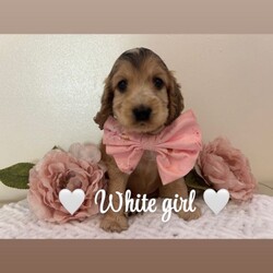 Kc reg vet checked show Cockers/Cocker Spaniel/Female/Sex: Mixed Litter,TAKING VEIWINGS NOW Our Sable show type cocker spaniel Lili (KC Reg / Health Tested) has had 9 beautiful show cocker spaniel puppies that are looking for their forever homes. Mum has an amazing temperament and pedigree (family pet). Ralph (Daddy) KC Reg GPRA / CPRA & FN Clear Sable (Chocolate Sable) Show Type Cocker Spaniel who is also a very laid back, gentle and fantastic pedigree.