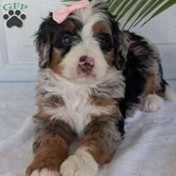 Annie/Mini Bernedoodle									Puppy/Female	/8 Weeks,Hello everyone! Meet our precious little girl, Annie. She is a beautiful F1 blue-merle mini bernedoodle with a very beautiful coat of soft wavy hair! Her coat is a very unique color of blue! Annie has a very sweet temperament andis very well socialized! She is very playful and is sure to make the perfect companion to anyone giving her a loving home! Annie would make the perfect companion to go on walks with or if you are looking for someone to snuggle up on the couch with she is always up for that as well! Annie will be available to go home on July 7th..