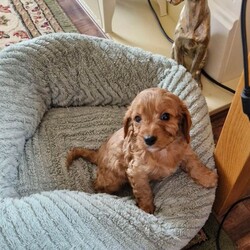 Cavapoo Puppies /Cavapoo/Female/Sex: Mixed Litter,Cavapoo Puppies boys and girls available.  Mum is our Blenheim Cavalier King Charles and Dad is our miniature Poodle both parent's healthy and good natured.  Puppies will be Vet checked vaccinated and microchiped before going to their new homes.  Lovely wee Puppies used to children and other dogs.  A deposit of £100 will secure your chosen puppy.  Genuine Enquiries Only.  
