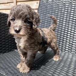 Merle cockapoo puppies/Cockapoo/Female/Sex: Mixed Litter,Cockapoo puppy’s 4 girls available all been bought up in a family home flead and wormed microchipped ready to go to forever homes 