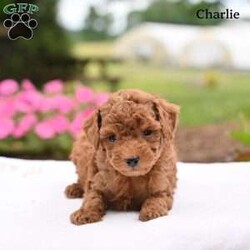 Charlie/Toy Poodle									Puppy/Male	/7 Weeks,Our adorable Toy Poodle puppies are looking for loving homes where they will be cherished as beloved family companions. These sweet puppies have been lovingly raised and are well socialized, making them friendly, affectionate, and comfortable around people.
