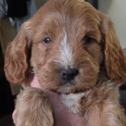 Adopt a dog:Double doodle puppies for sale/Double Doodle/Female/Sex: Male,2 beautiful boys ready to go July 21st  onwards . Both parents can be seen (and grandparents on dad's side if required) Will be fully wormed and come with follow on food. Deposit secures.