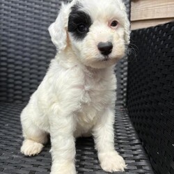 Merle cockapoo puppies/Cockapoo/Female/Sex: Mixed Litter,Cockapoo puppy’s 4 girls available all been bought up in a family home flead and wormed microchipped ready to go to forever homes 
