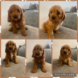 Adopt a dog:F1 Cavapoo puppies /Cavapoo/Female/Sex: Mixed Litter,Gorgeous  Cavapoo puppies  ready to leave for their new forever homes shortly..Mum is our Blenhiem cavalier She is a very intelligent loving mother  . Dad is a Pedigree Miniature poodle. dad is PRA CLEAR.The pups are already showing strong signs of being well adjusted, happy family pets,  They have plenty of love and attention from adults and children alike making them very sociable... perfect for a family We will only release the puppies with a clean bill of health which includes: **Vet health checked **Wormed **Treated for fleas **1st vaccination ,Vaccination record,microchipped and Help and support with your new family member will always be available. If you are interested or would like more information for any of these beautiful pups please get in touch.