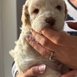 Adopt a dog:Lagotto Romagnolo, Italian water dog /Lagotto Romagnolo/Female/Sex: Mixed Litter,We have two puppies left from a litter of five, one boy one girl. Father is full pedigree and has all the health checks done. The dogs are hypoallergenic and don’t mould. Lovely family dogs they are use to our cat also, we are looking for caring loving family’s to rehome them. They will be 8 week on Thursday and ready to leave . They will come with vaccinations, microchip, deworming and flee treatment and health checks done by our vet. Mother is 3 years old and she is our family dog.