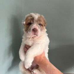 Adopt a dog:Beautiful flower bearcoat shar pei kc reg /Shar Pei/Female/Sex: Mixed Litter,Millie and Barney have had a stunning litter of 7 flower bear coat shar pei .