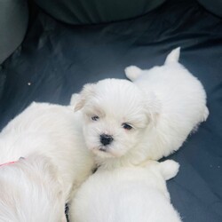 Adopt a dog:Malshi puppies for sale/Malshi/Female/Sex: Mixed Litter,Beautiful Malshi puppies for sale. Boy and 1 girl sold. Two gorgeous girls still available