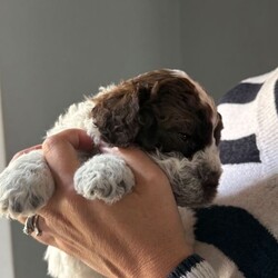 Adopt a dog:Lagotto Romagnolo, Italian water dog /Lagotto Romagnolo/Female/Sex: Mixed Litter,We have two puppies left from a litter of five, one boy one girl. Father is full pedigree and has all the health checks done. The dogs are hypoallergenic and don’t mould. Lovely family dogs they are use to our cat also, we are looking for caring loving family’s to rehome them. They will be 8 week on Thursday and ready to leave . They will come with vaccinations, microchip, deworming and flee treatment and health checks done by our vet. Mother is 3 years old and she is our family dog.