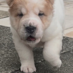 Adopt a dog:Beautiful flower bearcoat shar pei kc reg /Shar Pei/Female/Sex: Mixed Litter,Millie and Barney have had a stunning litter of 7 flower bear coat shar pei .