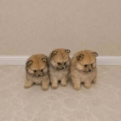 Pomeranian Puppies /Pomeranian/Female/Sex: Mixed Litter,We are delighted to announce our Pomeranian has had 4 healthy babys