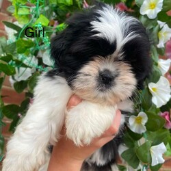  Gorgeous Imperial Shihtzu/Shih Tzu/Female/Sex: Mixed Litter,Only 3 boys left Beautiful 2 girls nd 3 boys looking for there foreva homes they are ready to leave on the 29th of June puppies will be wormed and microchipped the puppies r outstanding playful and are use to kids and r using puppy pads nd eating puppy food only the best homes please 