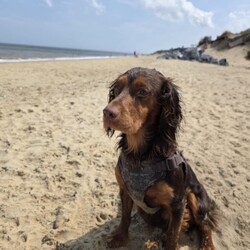Adopt a dog:Cocker spaniel puppies/Cocker Spaniel/Female/Sex: Female,I have 4 amazing little puppies left from an amazing litter of 8 mum has been been an absolute super star our puppies are bred for their temperament mum and dad are the gentlest most loving of dogs dad is fully health tested our puppies have been very well socialised with children other dogs  and cats they are now fully vaccinated vet checked microchipped flead and wormed to date  and ready to leave our house for yours viewing is at your convenience and can be arranged at short notice any questions you may have please contact u