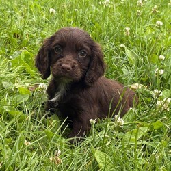 Adopt a dog:Cocker spaniel puppies/Cocker Spaniel/Female/Sex: Female,I have 4 amazing little puppies left from an amazing litter of 8 mum has been been an absolute super star our puppies are bred for their temperament mum and dad are the gentlest most loving of dogs dad is fully health tested our puppies have been very well socialised with children other dogs  and cats they are now fully vaccinated vet checked microchipped flead and wormed to date  and ready to leave our house for yours viewing is at your convenience and can be arranged at short notice any questions you may have please contact u