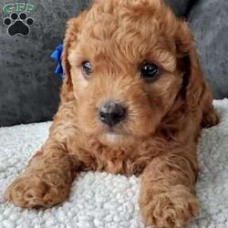 Bentley/Cavapoo									Puppy/Male	/7 Weeks,Meet sweet lil Bentley!! Family raised with lots of love well socialized with children and adults caring heart who will always be there comforting you with lots of love!! We have 3 children so our fur-babies get lots of attention! To schedule a visit contact Susan, im a at home mom so im pretty available! You would get along vet certificate, microchip numbers, health records, warranty that’s good for up to 1 year and a lil baggy food! 