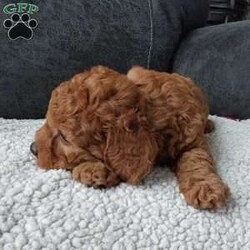 Bentley/Cavapoo									Puppy/Male	/7 Weeks,Meet sweet lil Bentley!! Family raised with lots of love well socialized with children and adults caring heart who will always be there comforting you with lots of love!! We have 3 children so our fur-babies get lots of attention! To schedule a visit contact Susan, im a at home mom so im pretty available! You would get along vet certificate, microchip numbers, health records, warranty that’s good for up to 1 year and a lil baggy food! 