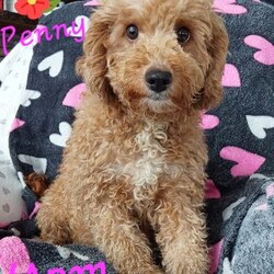 Bentley/Cavapoo									Puppy/Male	/7 Weeks,Meet sweet lil Bentley!! Family raised with lots of love well socialized with children and adults caring heart who will always be there comforting you with lots of love!! We have 3 children so our fur-babies get lots of attention! To schedule a visit contact Susan, im a at home mom so im pretty available! You would get along vet certificate, microchip numbers, health records, warranty that’s good for up to 1 year and a lil baggy food! 