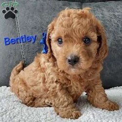 Bentley/Cavapoo									Puppy/Male	/7 Weeks,Meet sweet lil Bentley!! Family raised with lots of love well socialized with children and adults caring heart who will always be there comforting you with lots of love!! We have 3 children so our fur-babies get lots of attention! To schedule a visit contact Susan, im a at home mom so im pretty available! You would get along vet certificate, microchip numbers, health records, warranty that’s good for up to 1 year and a lil baggy food! 