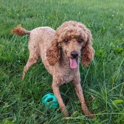 Champ/Cavapoo									Puppy/Male	/11 Weeks,Hi meet champ! I love being a couch potato but also loving played with. I checked out well at my vet visit. Any questions feel free to call or text !