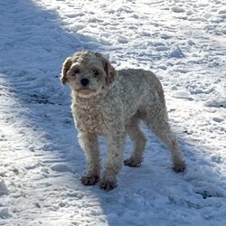 Pepper/Cockapoo									Puppy/Male	/8 Weeks,Meet Pepper! Outgoing, inquisitive, playful and full of fun! Pepper is quite the little guy. Always the one to try out new things. Pepper is very intelligent and quick to comprehend. Sure to steal your heart!