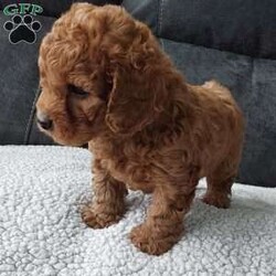Bentley/Cavapoo									Puppy/Male	/7 Weeks,Meet sweet lil Bentley!! Family raised with lots of love well socialized with children and adults caring heart who will always be there comforting you with lots of love!! We have 3 children so our fur-babies get lots of attention! To schedule a visit contact Susan, im a at home mom so im pretty available! You would get along vet certificate, microchip numbers, health records, warranty that’s good for up to 1 year and a lil baggy food! 