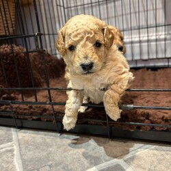 Adopt a dog:Beautiful Golden Cockapoo Puppies /Cockapoo/Female/Sex: Mixed Litter,We have a stunning litter of red/golden Cockapoo puppies looking for their forever homes. There are 3 boys and 1 girl available. ONE BOY AVAILABLE!