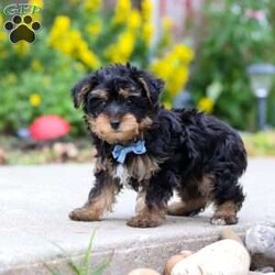 Charlie/Yorkie Poo									Puppy/Male	/11 Weeks,Hi, my name is Charlie, and I’m an adorable little Yorkie Poo puppy with a big personality packed into my tiny size! I love spending my days playing with toys, exploring everything around me, and then curling up beside my favorite people for lots of cuddles. I’m a happy, affectionate little guy who enjoys making new friends and would love nothing more than to become your loyal companion. Whether we’re going on adventures together or relaxing at home, I’ll be right by your side with my sweet nature and loving heart.