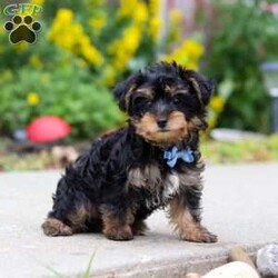Charlie/Yorkie Poo									Puppy/Male	/11 Weeks,Hi, my name is Charlie, and I’m an adorable little Yorkie Poo puppy with a big personality packed into my tiny size! I love spending my days playing with toys, exploring everything around me, and then curling up beside my favorite people for lots of cuddles. I’m a happy, affectionate little guy who enjoys making new friends and would love nothing more than to become your loyal companion. Whether we’re going on adventures together or relaxing at home, I’ll be right by your side with my sweet nature and loving heart.