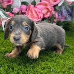 Adopt a dog:Simba/Dachshund/Female/June 10, 2026,Hi, I'm Simba! I'm a 6-week-old male Dachshund with a beautiful blue & tan coat, born on June 10. I'll be ready to go home to my forever family after August 12, once I'm grown enough to leave my litter. I'm AKC registered. I'm excited to be your loyal companion and cuddle buddy.