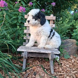 Chief/Mini Bernedoodle									Puppy/Male	/May 19th, 2026,Meet our sweet natured friendly Lil Bernedoodles. They are well socialized by our children who take them all over the farm! Be it on wagon rides, stroller d rides or even nap time!!