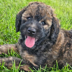 Adopt a dog:DJ/Whoodle/Female/May 25, 2026,Hi, I'm DJ! I'm an 8-week-old male Whoodle. My dad is a Poodle and my mom is a Whoodle. I have a beautiful sable coat, and I was born on May 25. I am ready now to plan my trip to my forever family. Once I reach my adult size, I'm expected to weigh between 25–40 lbs. I'm ready to be your loyal companion through thick and thin.