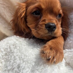 Cavalier King Charles /Cavalier King Charles Spaniel/Female/Sex: Mixed Litter,Omg we’re do I start we have 4 totally amazing puppies her who have the best temperament just like there mam Thelma our loving family pet they all have there own little personality’s and are just unbelievable mam has done the best job in bringing them up and they are a true credit to her they love play and cuddles and are true  little characters they have been vaccinated and flead and wormed aswell so are ready to go to the correct loving homes xxx