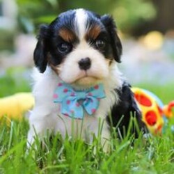 Declan/Cavalier King Charles Spaniel/Female/June 16, 2026
